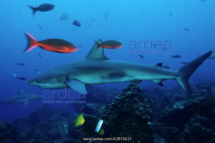 : Silky Shark - Endangered IUCN Darwin island Galapagos Island : Silky Shark - Endangered IUCN Darwin island Galapagos Island