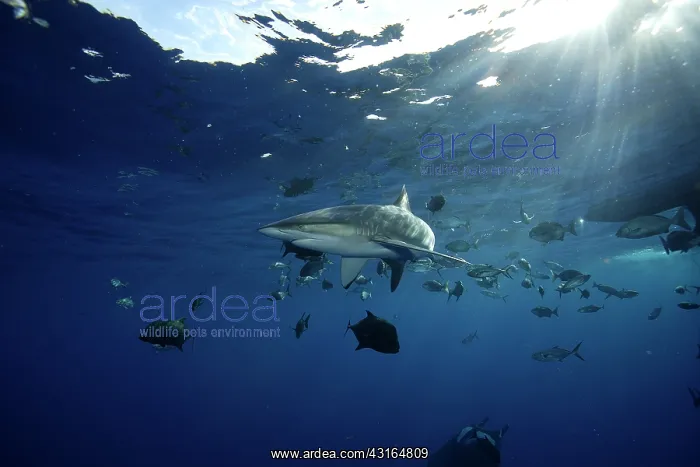 : Silky Shark - San Benedicto Revillagigedo Socorro Islands Me : Silky Shark - San Benedicto Revillagigedo Socorro Islands Me
