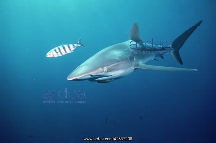 : Silky SHARK - with striped fish : Silky SHARK - with striped fish