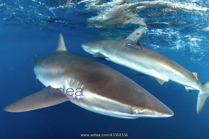 : Silky sharks (Carcharhinus falciformis) gardens : Silky sharks (Carcharhinus falciformis) gardens