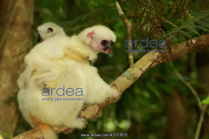 : Silky Sifaka : Silky Sifaka