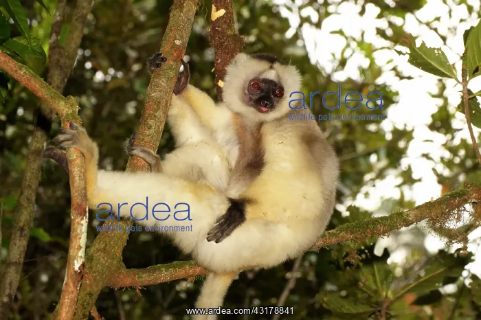 : Silky Sifaka : Silky Sifaka