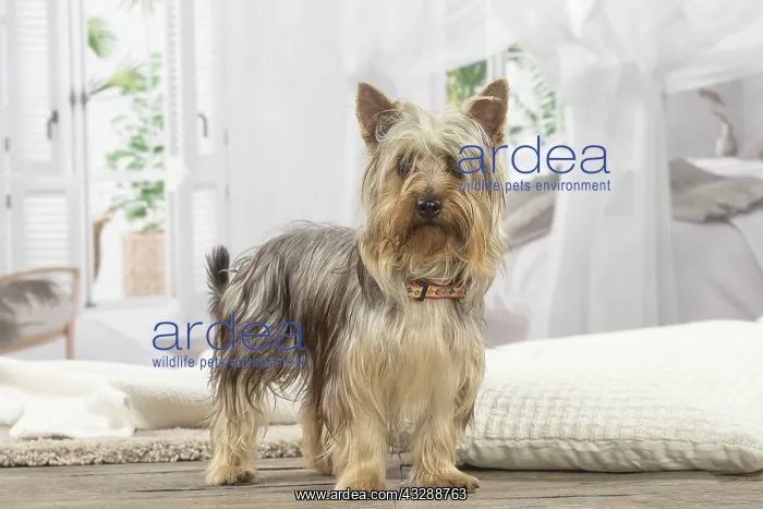 : Silky Terrier dog indoors : Silky Terrier dog indoors