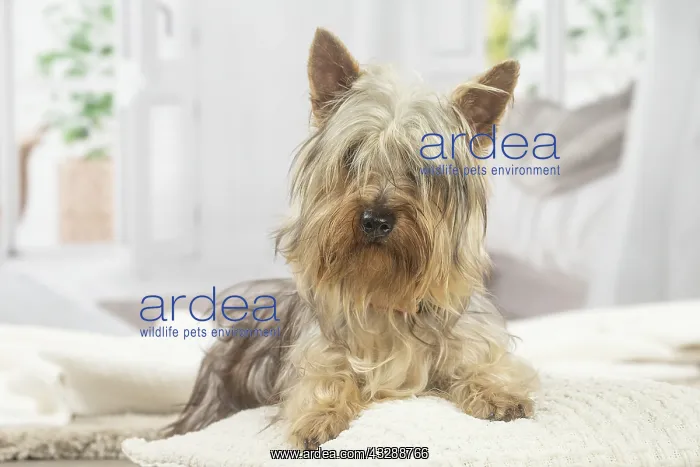 : Silky Terrier dog indoors : Silky Terrier dog indoors