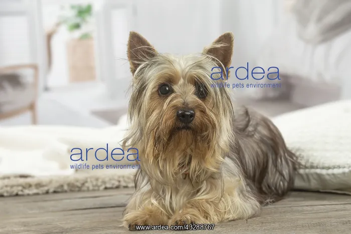 : Silky Terrier dog indoors : Silky Terrier dog indoors