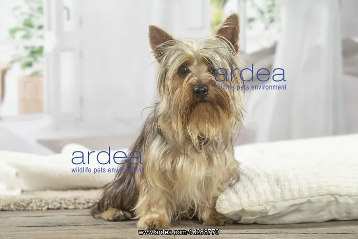 : Silky Terrier dog indoors : Silky Terrier dog indoors