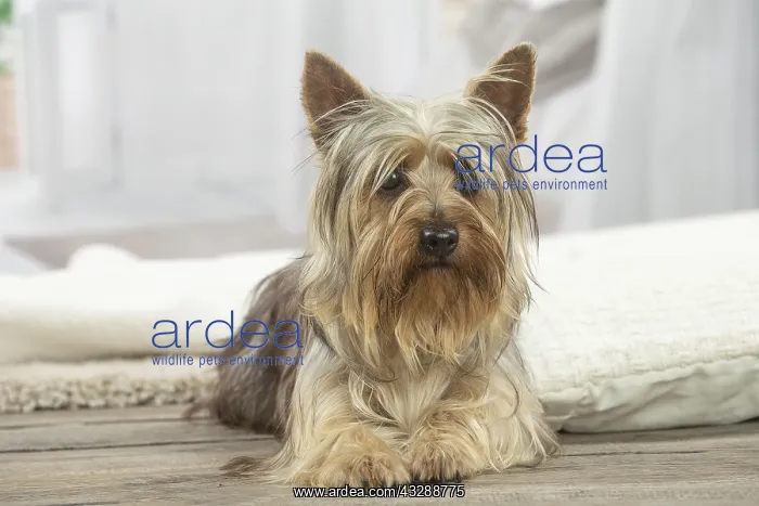 : Silky Terrier dog indoors : Silky Terrier dog indoors