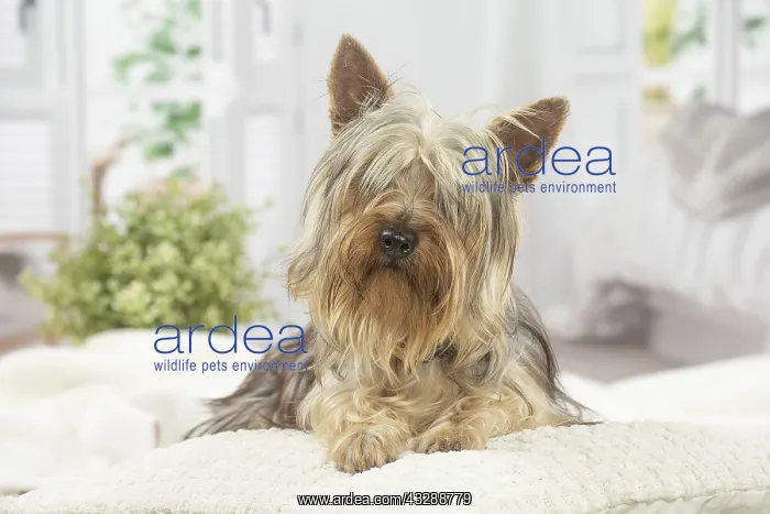 : Silky Terrier dog indoors : Silky Terrier dog indoors