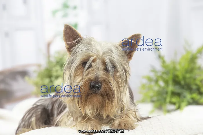 : Silky Terrier dog indoors : Silky Terrier dog indoors