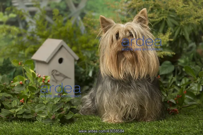  : Silky Terrier dog outdoors in the garden
