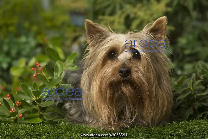  : Silky Terrier dog outdoors in the garden