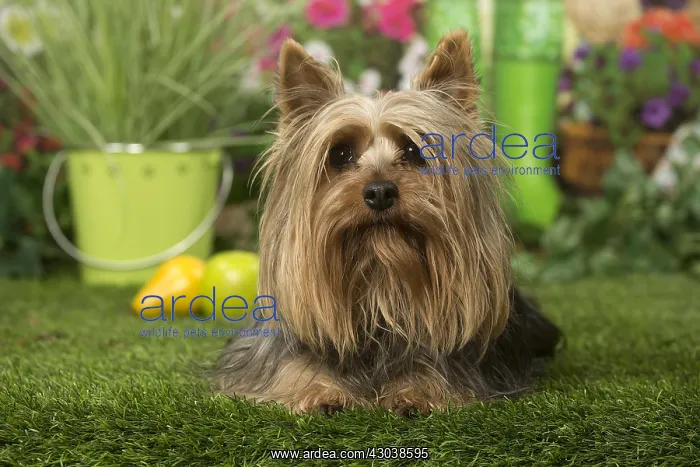  : Silky Terrier dog outdoors in the garden