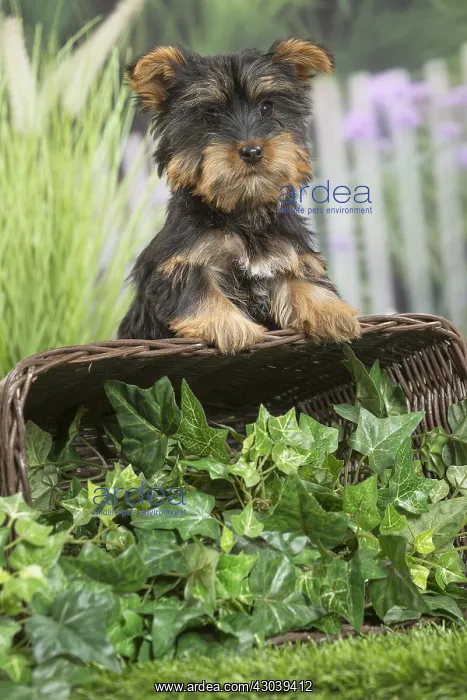  : Silky Terrier Dog puppy