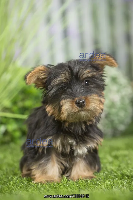  : Silky Terrier Dog puppy