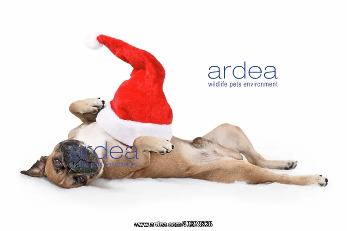 : Silly French Bulldog dog with Christmas Santa ha : Silly French Bulldog dog with Christmas Santa ha