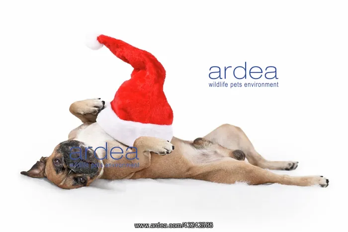 : Silly French Bulldog dog with Christmas Santa hat : Silly French Bulldog dog with Christmas Santa hat