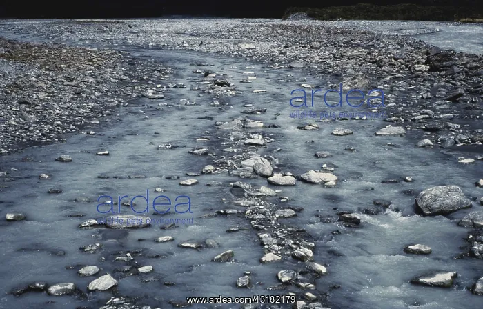 : Silty River in New Zealand : Silty River in New Zealand