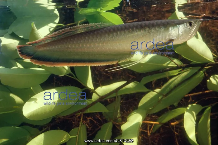 : Silver ARAWANA / Arowana / Aruana FISH : Silver ARAWANA / Arowana / Aruana FISH