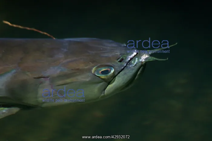 : Silver Arawana / arowana / Bony-tongued FISH : Silver Arawana / arowana / Bony-tongued FISH