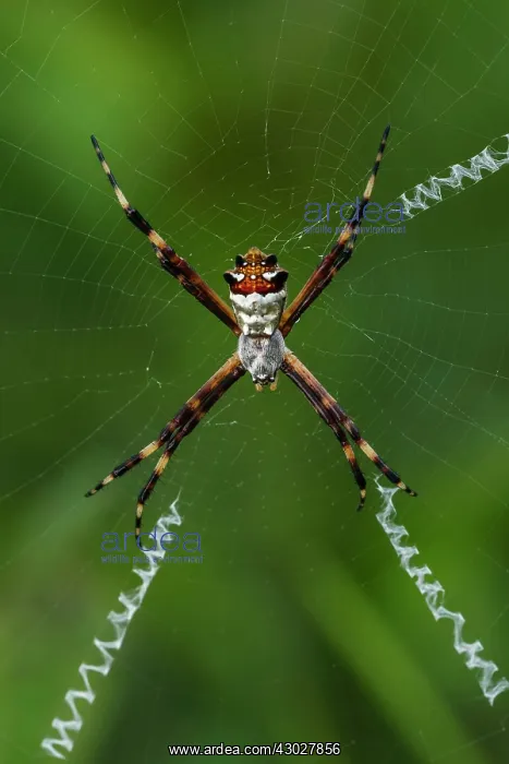 : Silver Argiope Spider, Cueva de los Guacharos National : Silver Argiope Spider, Cueva de los Guacharos National