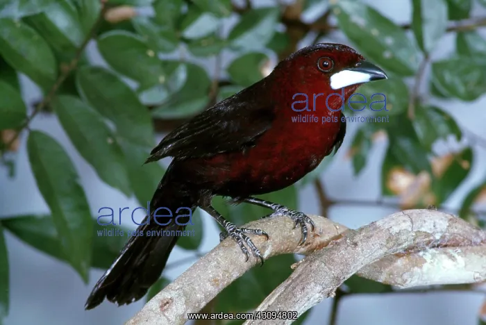 : Silver-beaked Tanager : Silver-beaked Tanager