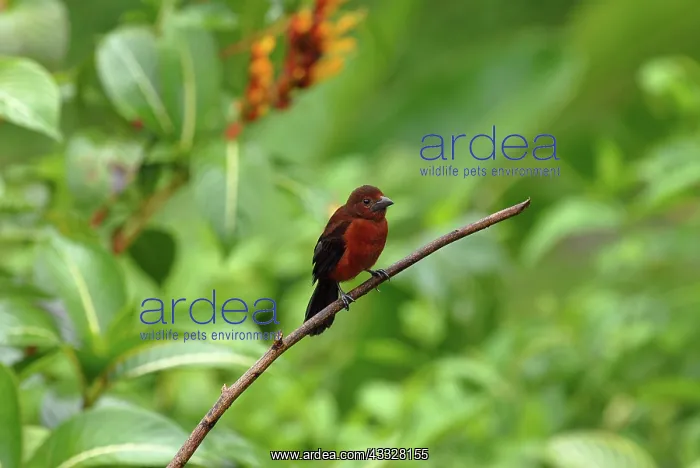 : Silver-beaked Tanager : Silver-beaked Tanager