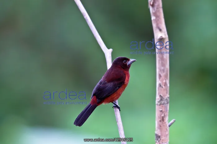  : Silver-beaked Tanager - on branch
