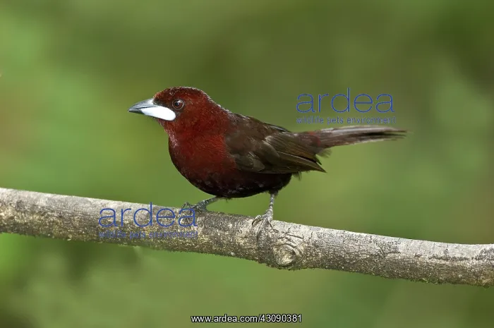 : Silver-beaked tanager Male : Silver-beaked tanager Male