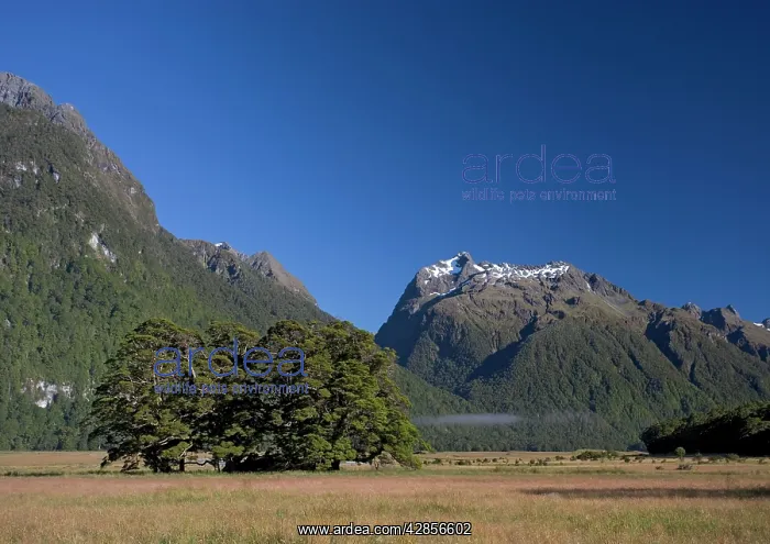 : Silver Beech in Fiordland National Park near Milford : Silver Beech in Fiordland National Park near Milford