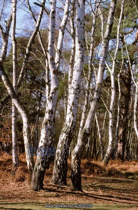 : Silver Birch : Silver Birch