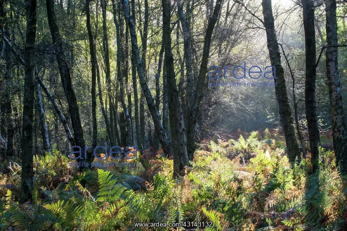 : Silver Birch : Silver Birch