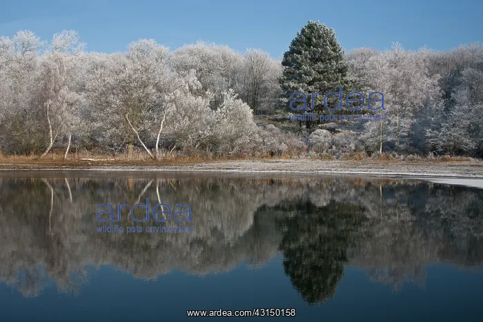 : Silver Birch : Silver Birch