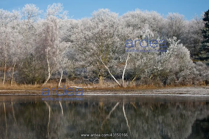 : Silver Birch : Silver Birch