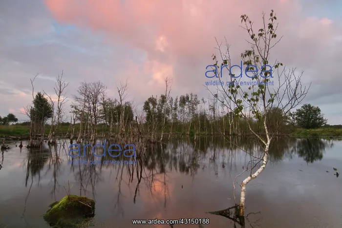 : Silver Birch : Silver Birch