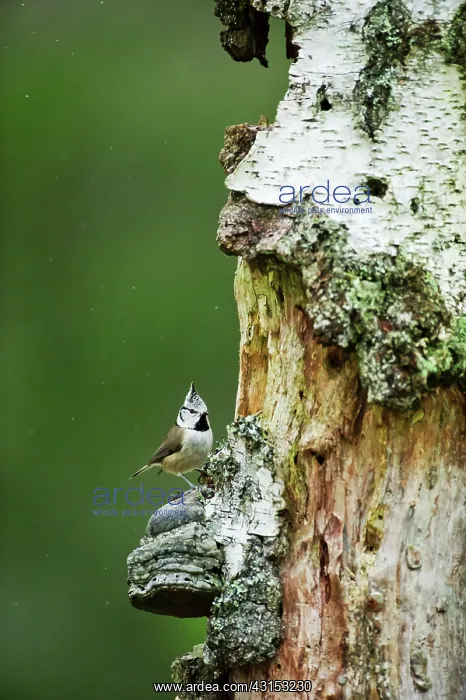 : Silver Birch : Silver Birch
