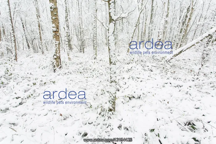 : Silver Birch : Silver Birch
