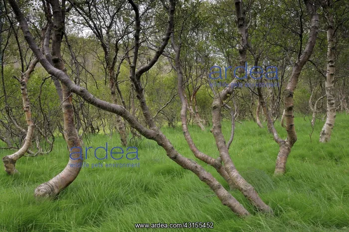  : Silver Birch