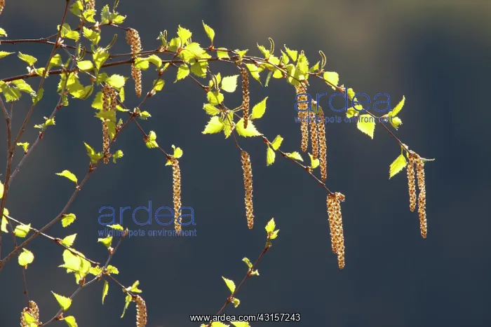 : Silver Birch : Silver Birch