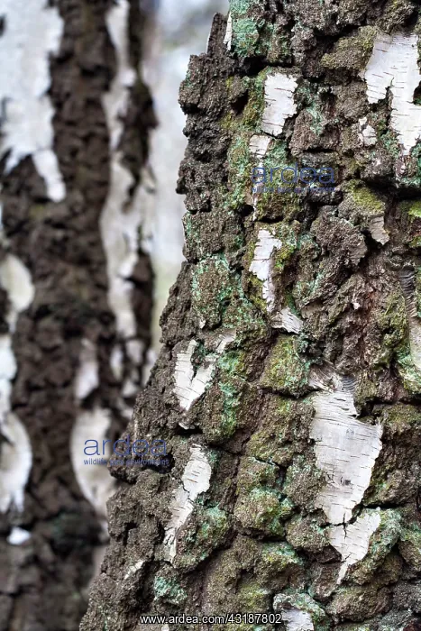 : Silver Birch : Silver Birch