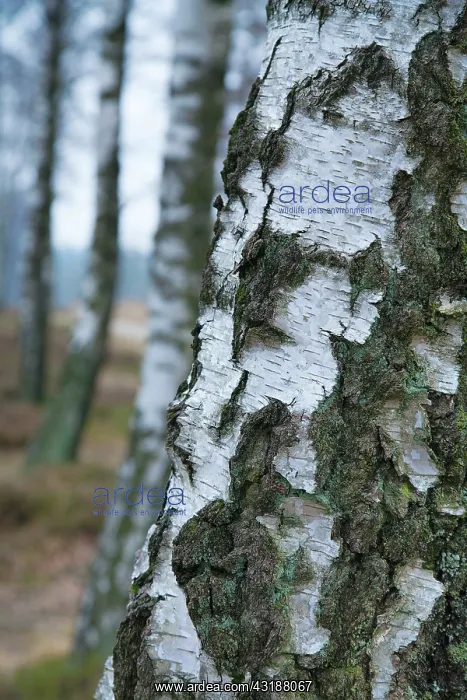 : Silver Birch : Silver Birch