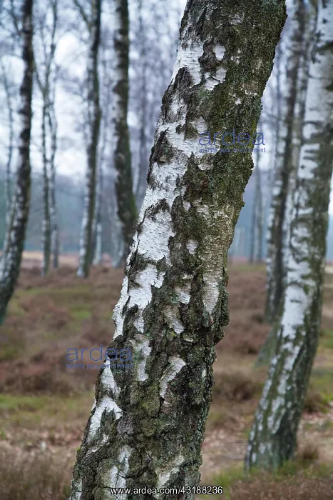  : Silver Birch