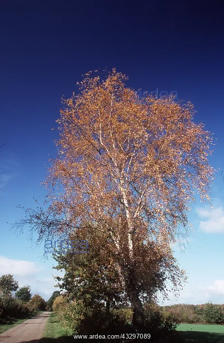 : SILVER BIRCH : SILVER BIRCH