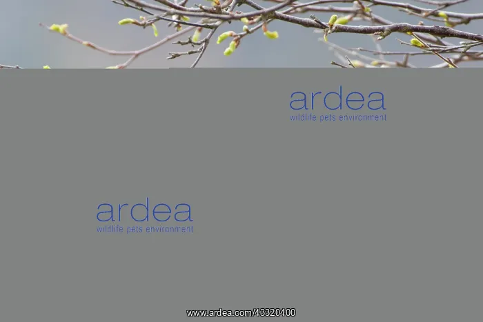: Silver Birch : Silver Birch