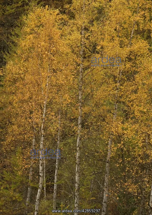 : Silver birch in autumn : Silver birch in autumn