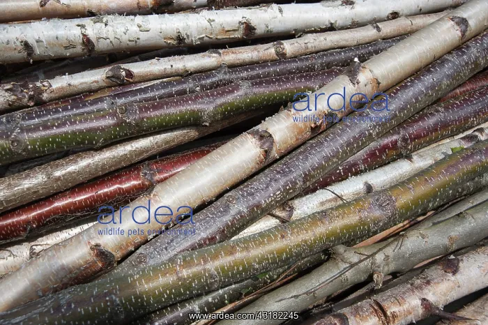 : Silver birch, Betula pendula with Alder, Alnus glutinosa : Silver birch, Betula pendula with Alder, Alnus glutinosa