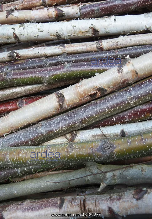 : Silver birch, Betula pendula with Alder, Alnus glutinosa : Silver birch, Betula pendula with Alder, Alnus glutinosa