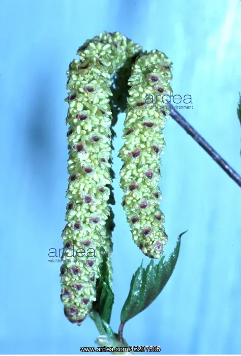 : SILVER BIRCH - close-up of catkins : SILVER BIRCH - close-up of catkins
