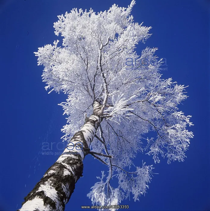 : SILVER BIRCH - covered in Hoar frost, viewed from below : SILVER BIRCH - covered in Hoar frost, viewed from below