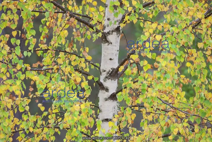 : Silver Birch European White / Silver Birch Tree in the : Silver Birch European White / Silver Birch Tree in the