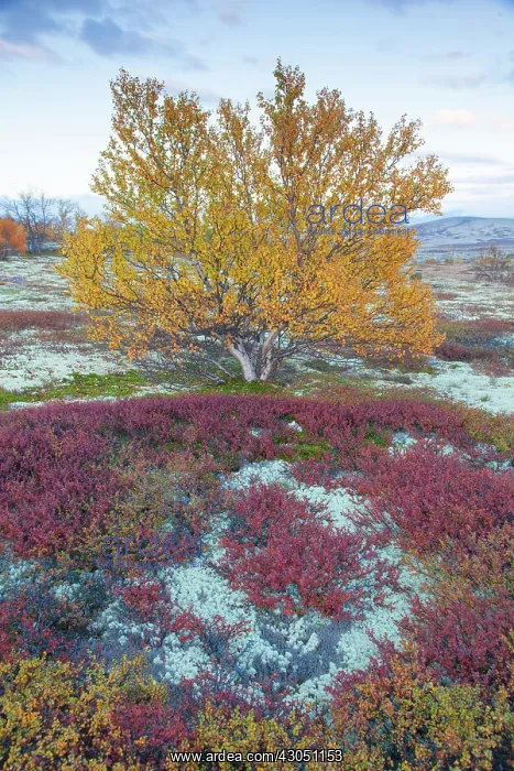 : Silver Birch European White / Silver Birch Tree in the : Silver Birch European White / Silver Birch Tree in the